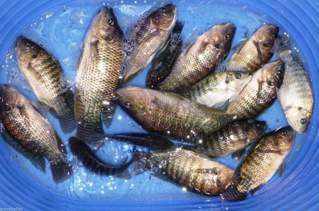 8 Lot BroodStock Live Blue Tilapia 5 Female 3 Male Free Overnight