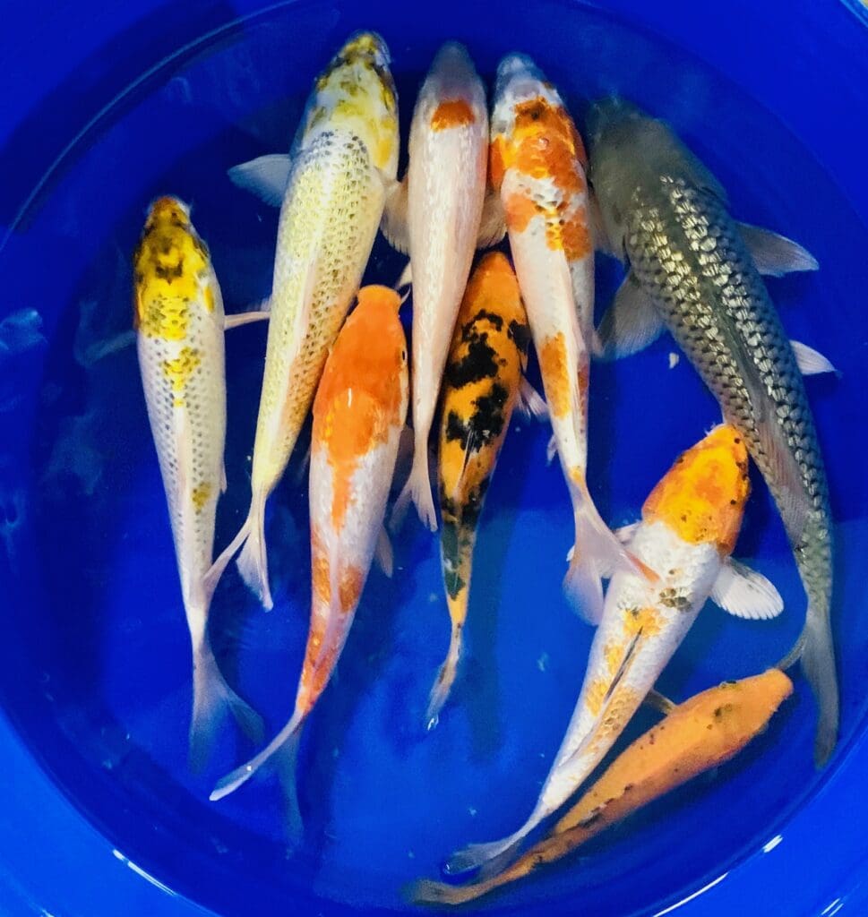 5-lot-assorted-7-standard-fin-live-koi-fish-for-koi-pond-garden-free